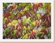 2005-10-24 18-16-29 Octobre 46,3mm 1_60_eme F3,2 * 2592 x 1944 * (3.07MB)